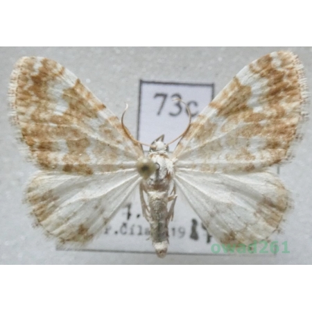 Perizoma flavofasciata (Thunberg, 1792) Slovakia73c
